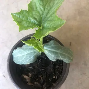 A Loofah Plant LIVE  in 4" pot     organic