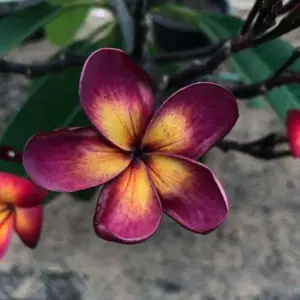 Green River 10 Lavender Yellow Plumeria Seeds- Flower Seed Pack, Premium Perennial Tropical Seeds, Fragrant Blooms for Garden and Patio, Ideal for Warm Zones and Container Growing