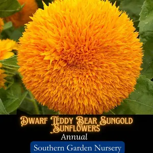 Dwarf Teddy Bear Sungold Sunflower Seeds, Fluffy, Golden Pom-Pom Blooms, Only 3ft Tall!