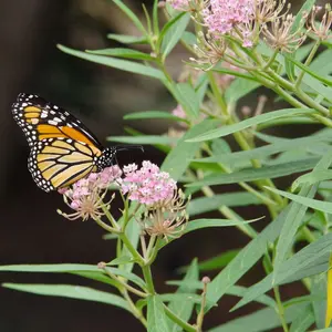 Common Milkweed Flower Seed Pack for Monarch Butterfly, Beautiful Perennial Native Wildflower Seeds for a Pollinator-Friendly Garden, Perennial Wild Flower Seed Pack