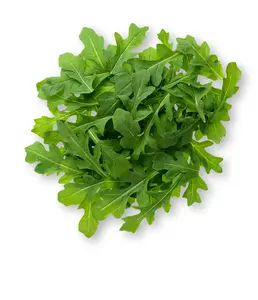 HOME GROWN Arugula Seed 2 Pack 4350 Vegetable Seeds Ideal for Hydroponic Indoor Gardening Premium Heirloom Eruca vesicaria Summer Variety