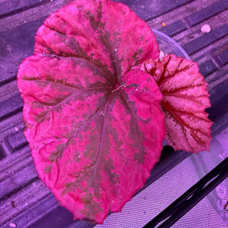 Begonia Plant - Rose Gold  (Sarawak x Darth Hybrid)