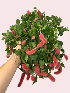 6" Chenille Firetail Hanging Basket - Acalypha pendula - Strawberry Red Cat Tail - Vibrant Red Fuzzy Leaves - Unique Houseplant