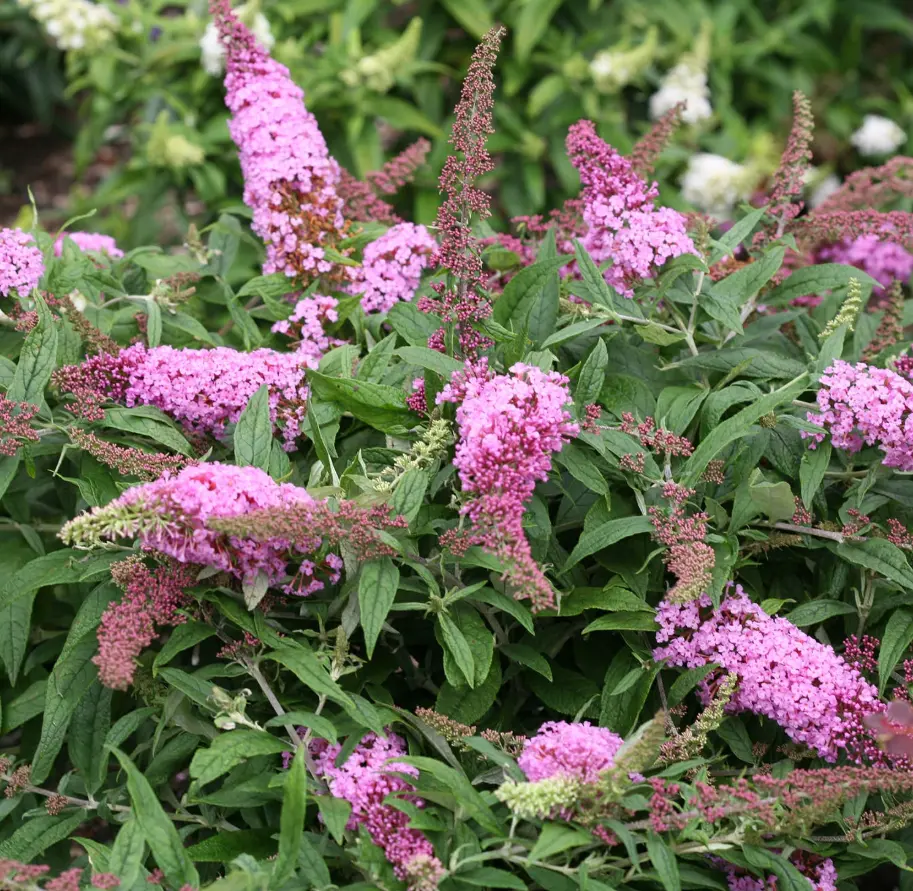Pink Buddleia Plant Live for Planting, 5 to 9 Inch Tall, Live Buddleia Plant, Butterfly Bush Shrub Live Plant Indoor Outdoor