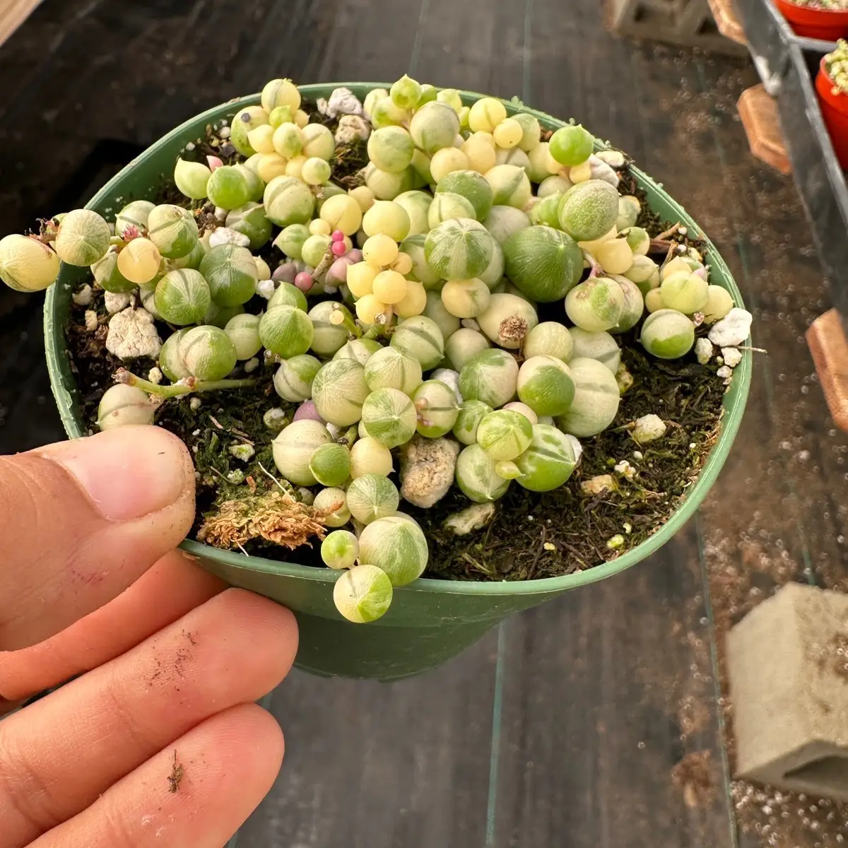 4” pot Variegated string of pearls plant