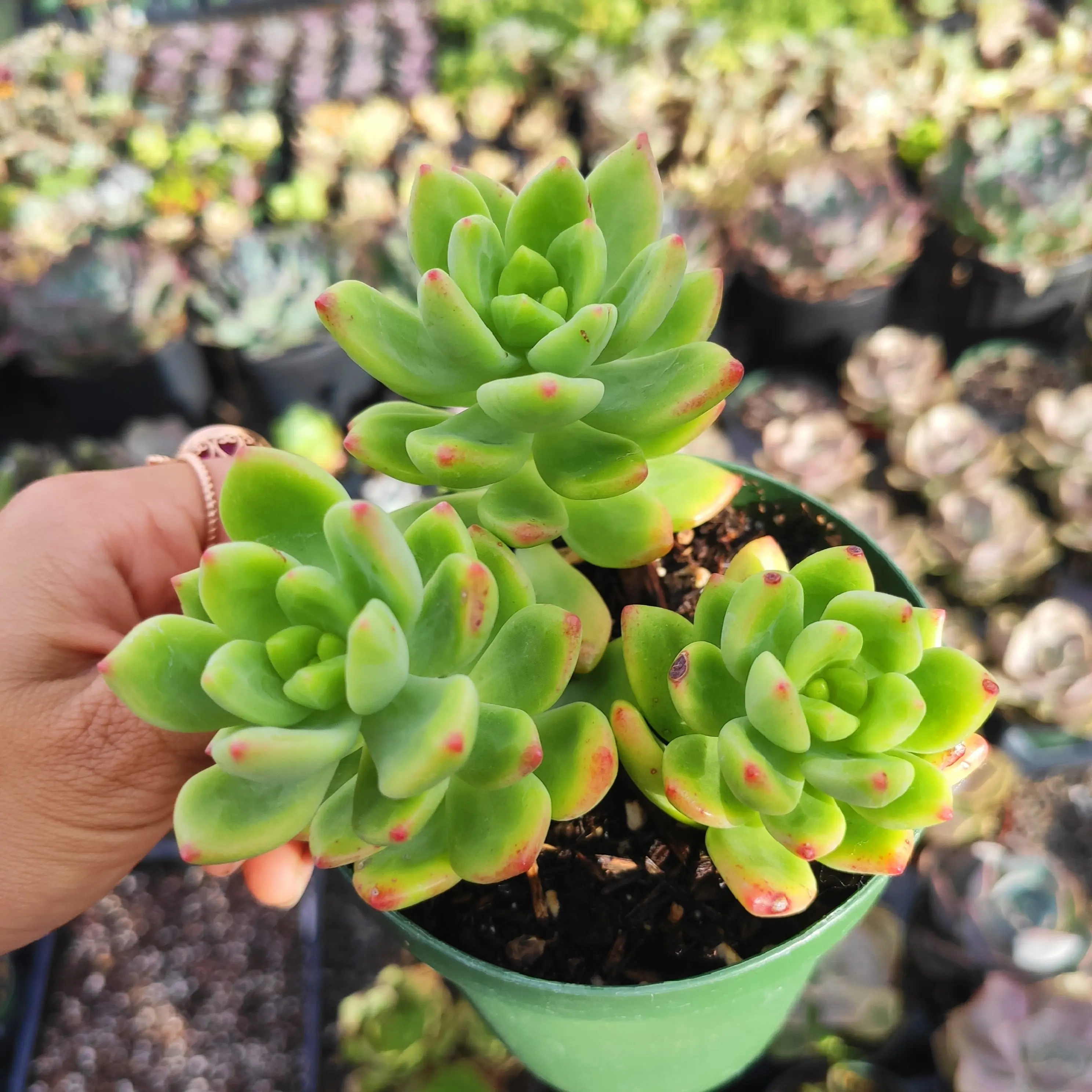 Sedum 'Alice Evans' Sedum 'Alice Evans'