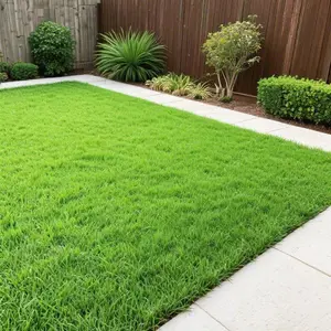3000pcs Zoysia Lawn Seeds – Resilient Grass for Sun & Shade Areas
