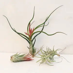 Lyfe Accessories Air Element Bundle - Tillandsia Ionantha Fuego, Bulbosa Large, Vanhyniingii - Low Maintenance Air Plants for Any Space