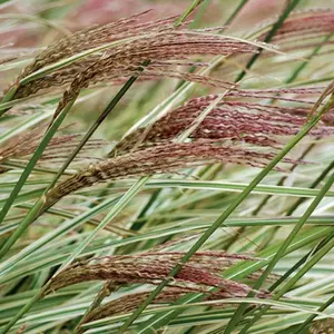 Rigoletto Maiden Grass