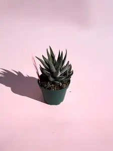 Haworthia Attenuata / "Zebra Plant" - 2" plant