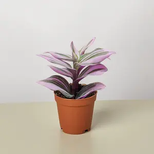Tradescantia 'Nanouk'