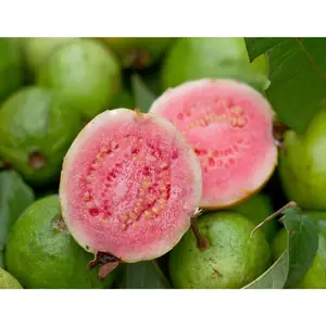 Pink Guava Tree - Live Plant in a 1 Gallon Pot - Psidium Guajava - Edible Fruit Bearing Tree