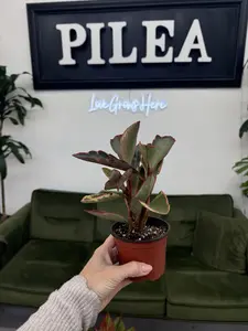 Peperomia Rainbow Ginny – Vibrant Rainbow Leaves, Pet‑Safe & Easy‑Care Houseplant (4″)