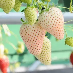 1000 White Strawberry Seeds for Planting – Suitable for Garden Beds, Containers & Home Gardening Use – Easy Storage Large Pack – Seeds Only, No Live Plants Included
