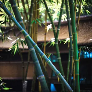 50 Colorful Clumping Bamboo Seeds- Non-Invasive Perennial Grass, Fast-Growing for Garden Borders, Eco-Friendly Landscaping, Rare Decorative Variety, Easy to Grow