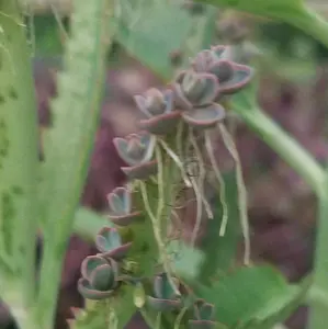 Alligator Plant/Mother of Thousands Plantlets/Babies