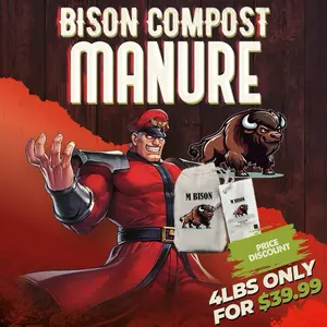 M. Bison