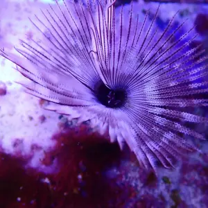 Feather Duster