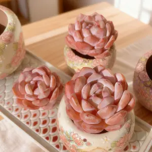 Echeveria Orange Monroe  Single Real Plant | Cute & Easy Care, Perfect for Holiday Decor