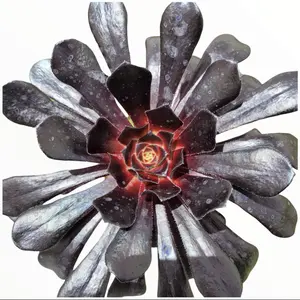 Aeonium arboreum 'Black Rose'