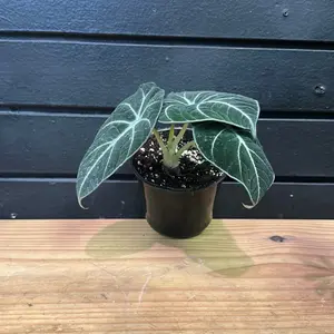 Black Velvet Alocasia Plant in 4 Inch Pot