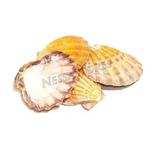 Orange Lion Paw Scallop Nautical Dish Beach Craft Sea Shell 41/2"- 51/2" (4 pc) #JC-027