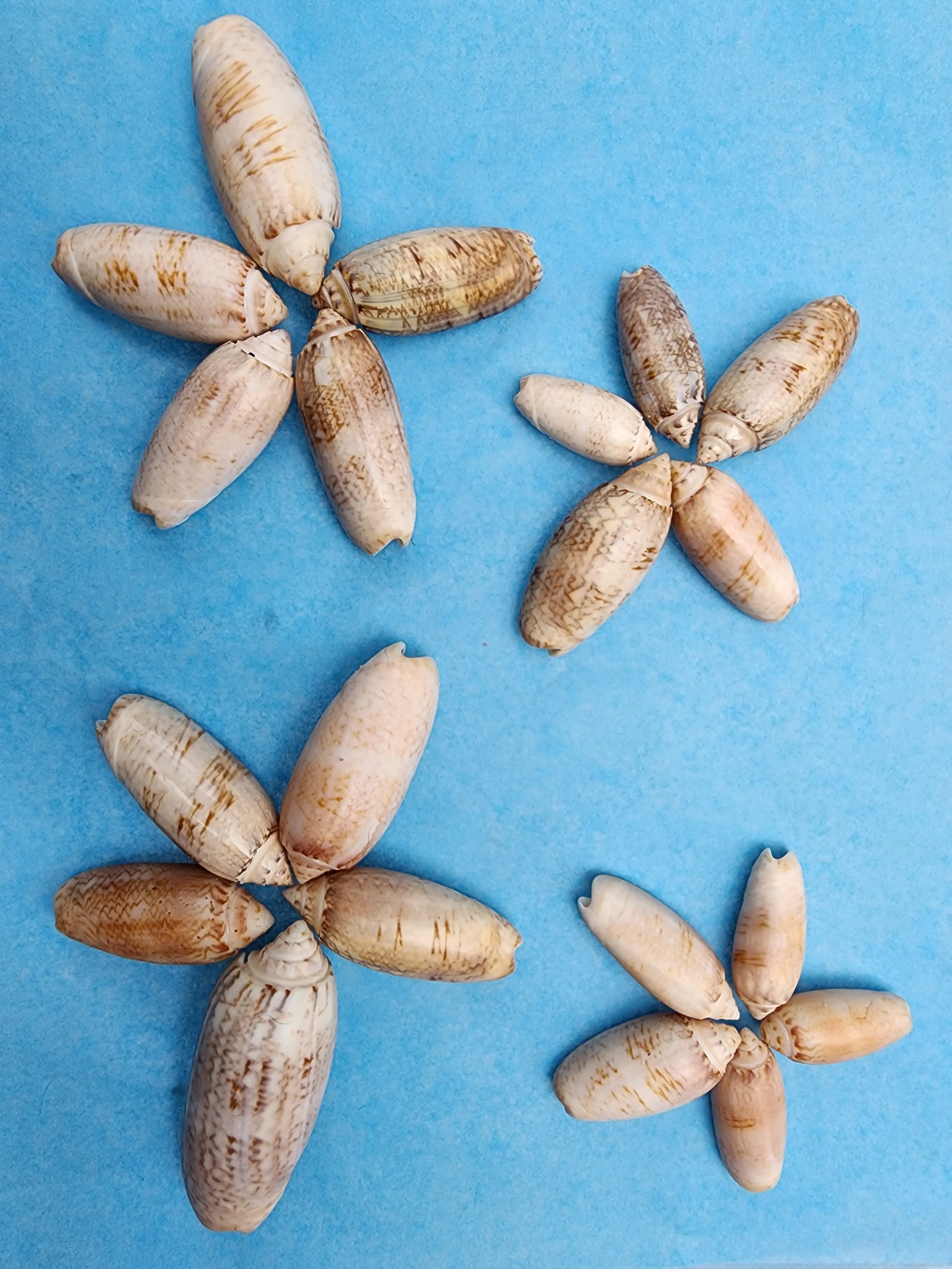 Olive Shells from SWFL