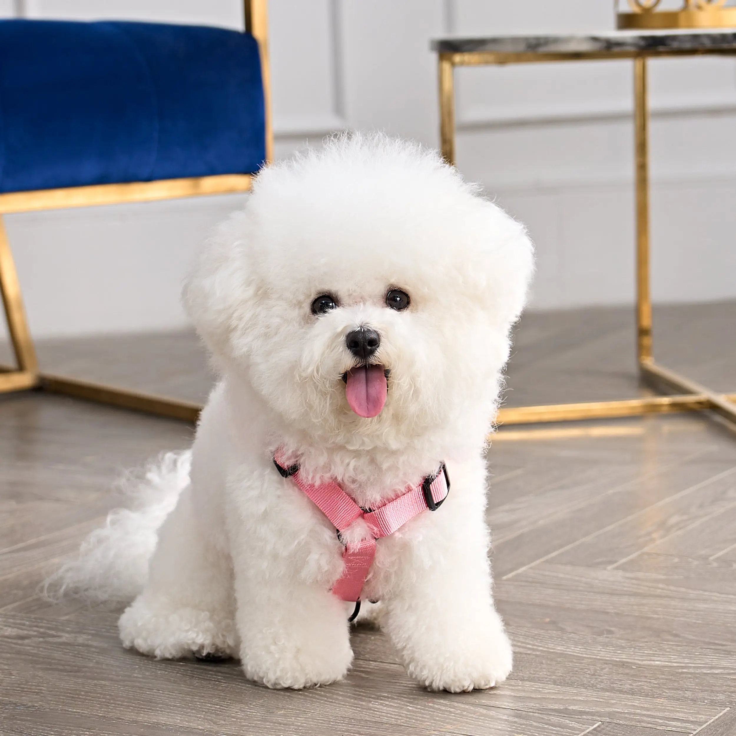 Juicy Couture Bling Velour Pet Harness and Leash Set