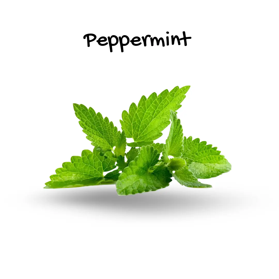 Pepperment