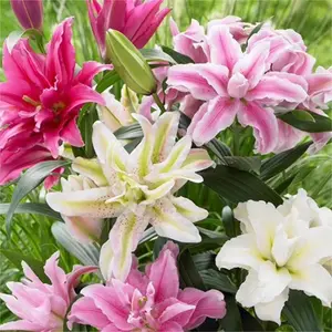 300+Lily Flower Seeds for Planting – Year-Round Planting, Non-GMO, Easy to Grow, Fragrant Blooms, Perennial Garden Flowers for Home & Containers