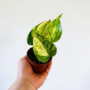 Pothos Valencia: Teruno Japanese Pothos - Tropical Starter Plant