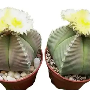 Astrophytum KIKO nudum rare cactus plant cacti 15 SEEDS