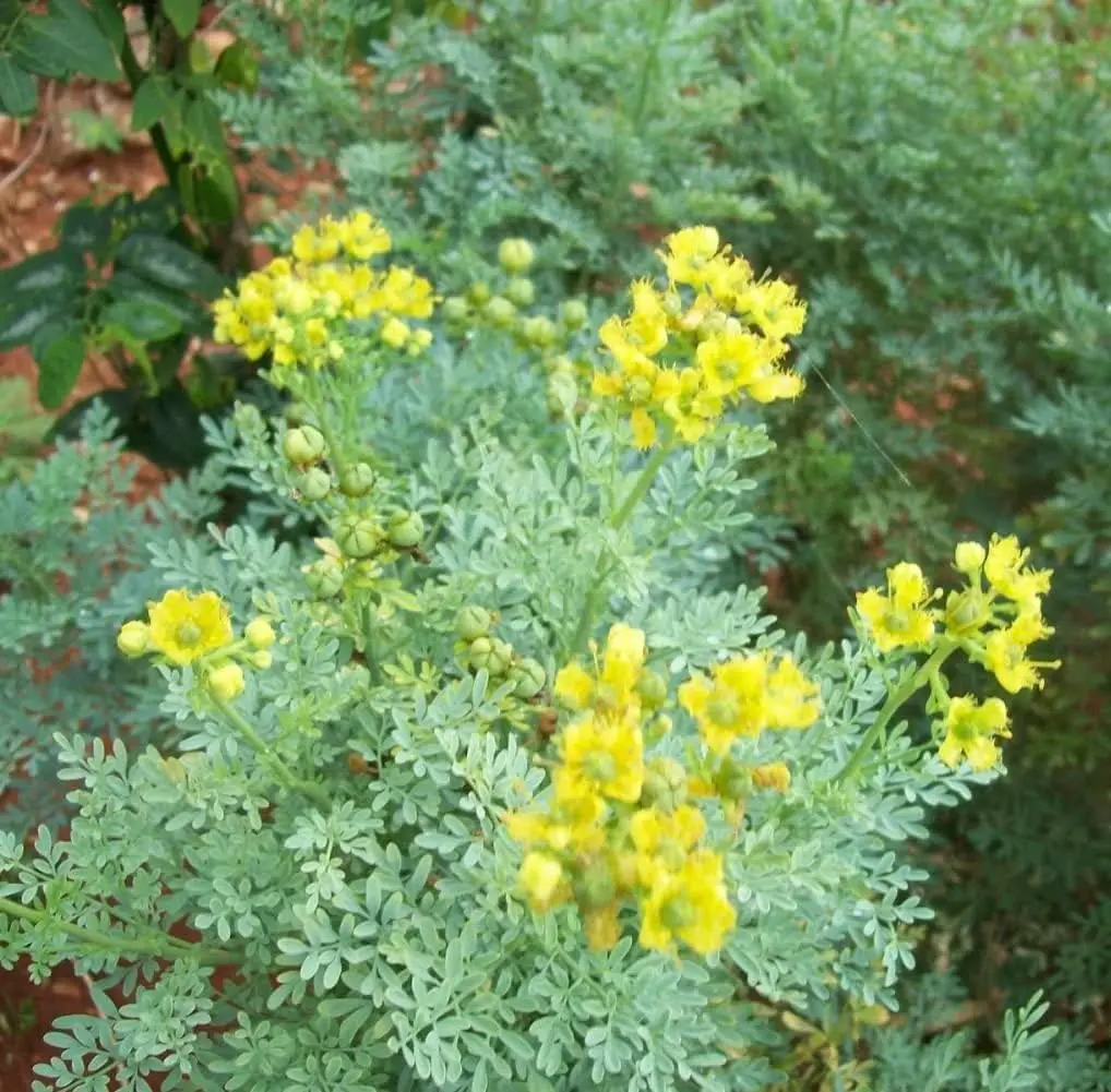 Rue 50 Seeds (Ruta Graveolens) Heirloom Herb-of Grace - Non GMO - Open Pollinated