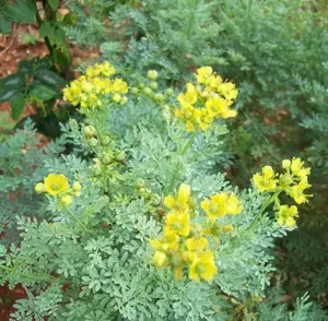 Rue 50 Seeds (Ruta Graveolens) Heirloom Herb-of Grace - Non GMO - Open Pollinated