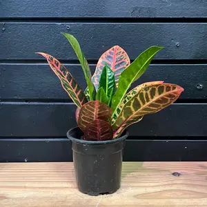 Croton Magnificent plant 4 inch pot