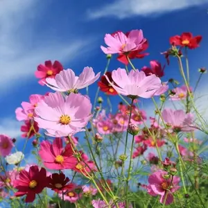 Gesar Flower Seeds – Persian Daisy, Seven-Color Perennial Blooming, Easy to Grow and Maintain, Perfect for Gardens and Outdoors