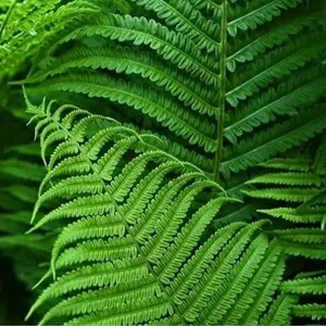 20 Fern Live Plants - Live Fern Plants - Cinnamon Ferns Bare Roots - Cinnamon Fern Starter Plant for Growing Indoor - No Ship To AK, HI & P.R.