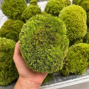 Live Cushion Moss - "Mood Moss" for Terrarium | Vivarium | Pet Habitat Supplies | Fairy Garden | Natural Forest Decor
