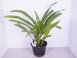 Spathoglottis Plicata 6” | Ground Orchid | Blooming Plant