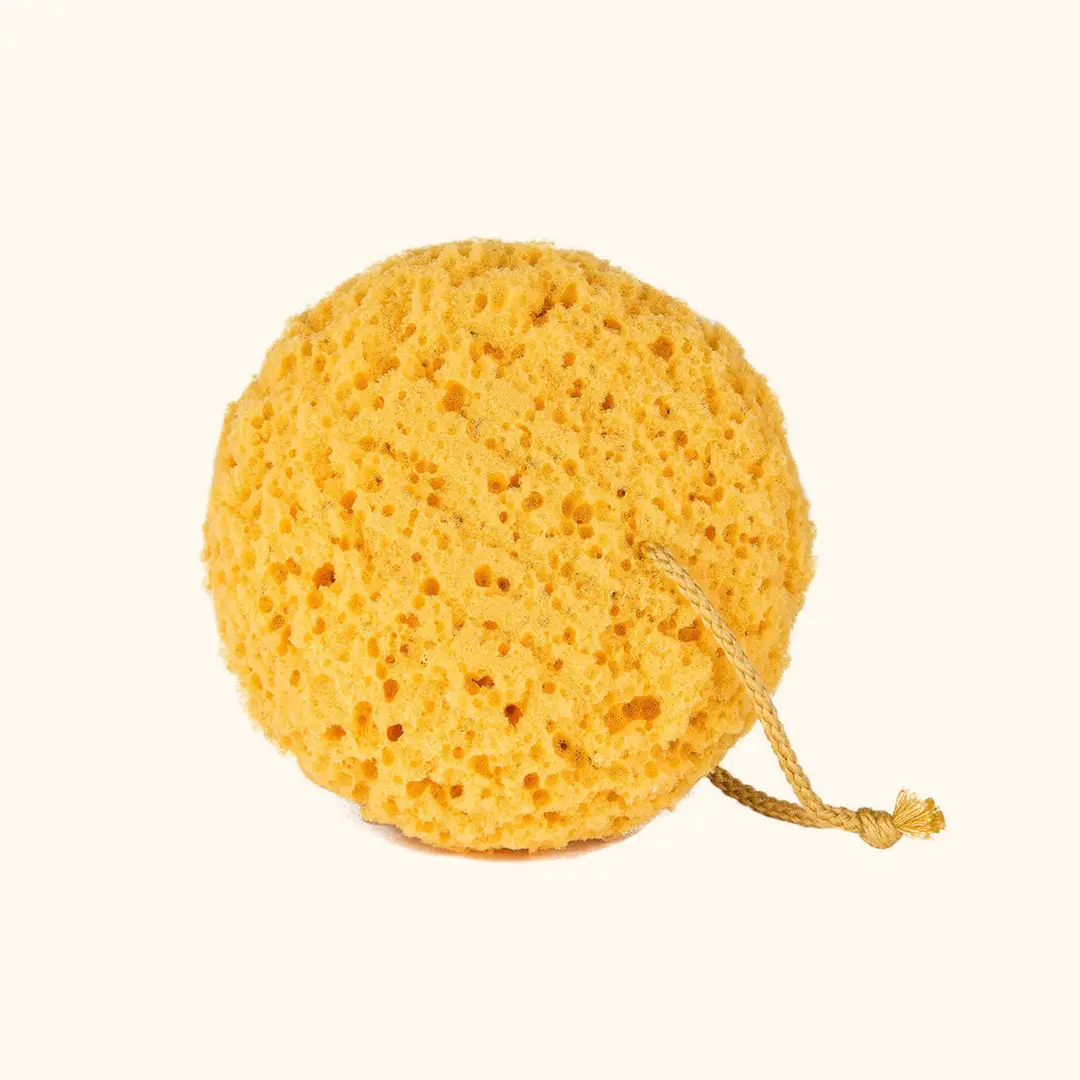 Sea Sponge Sea Sponge