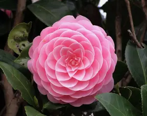 Otome~~Camellia Japonica-Live Starter Plant -Highly Variable Blooms!