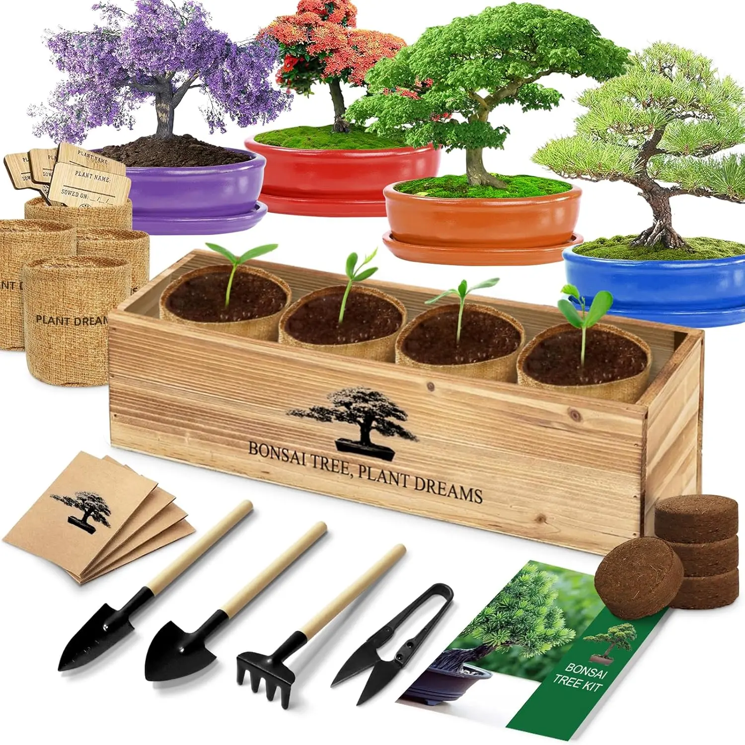 Bonsai Tree Starter Kit, Chic Plain Indoor Gardening Gift for Plant Lovers and Beginners, Complete Set with 4 Seeds, Tools, and Planters, Indoors