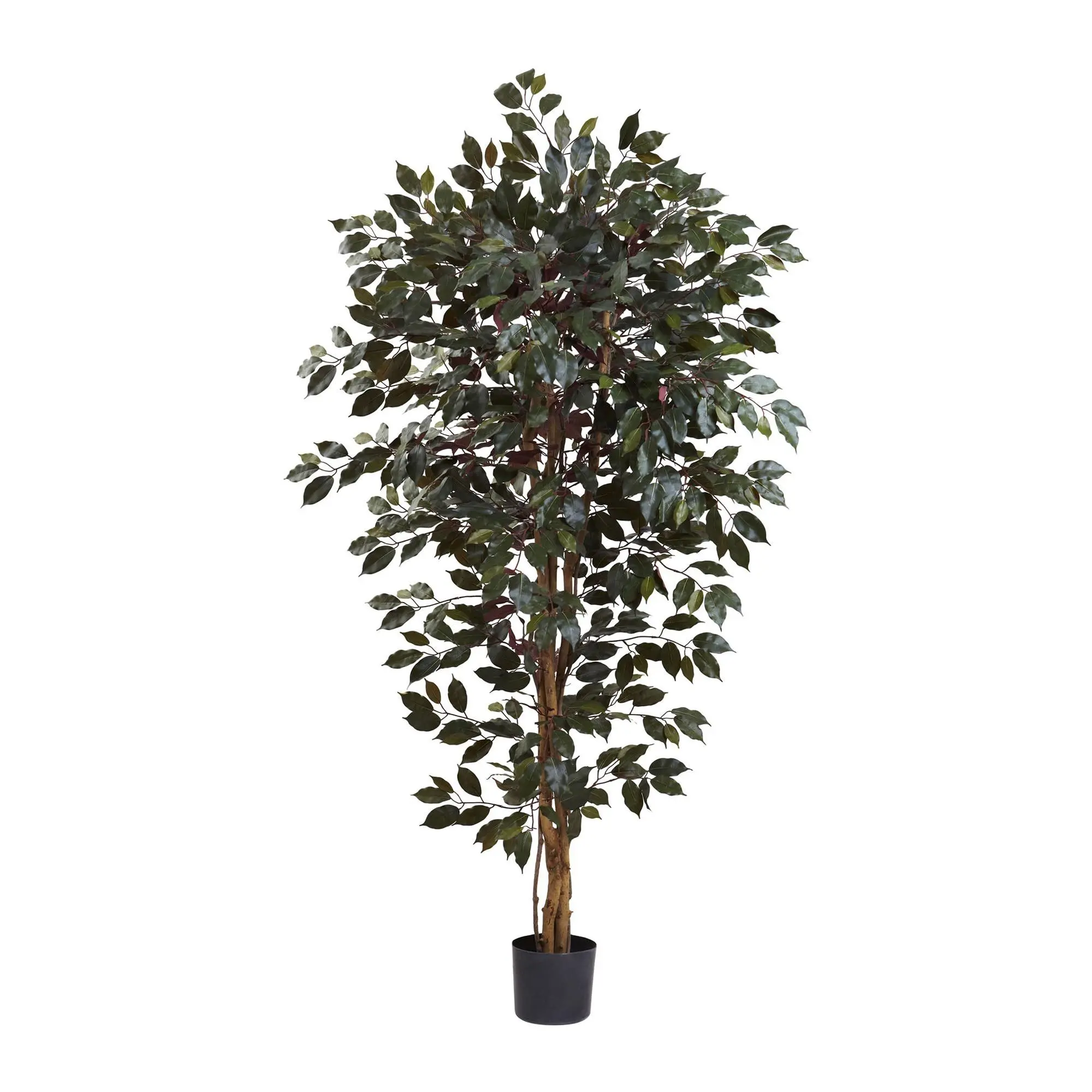 6' Capensia Ficus Tree by Nearly Natural