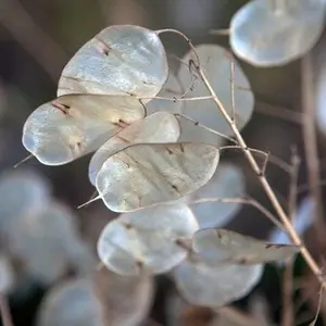 TomorrowSeeds - Money Plant Seeds -  Non GMO USA Lunaria Annual Honesty Silver Dollar Plant Wildflower Garden Flower House Plant Seed Live For 2024