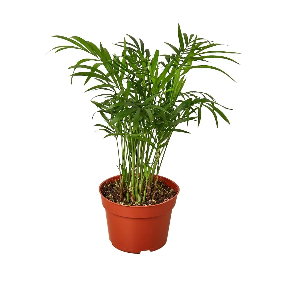 House Plant 4-PALM-PARLOR Parlor Palm Plant in 4 in. Pot, Live Indoor Plants, Home Decor Plants, Potted Indoor Plants, Tropical House Plant