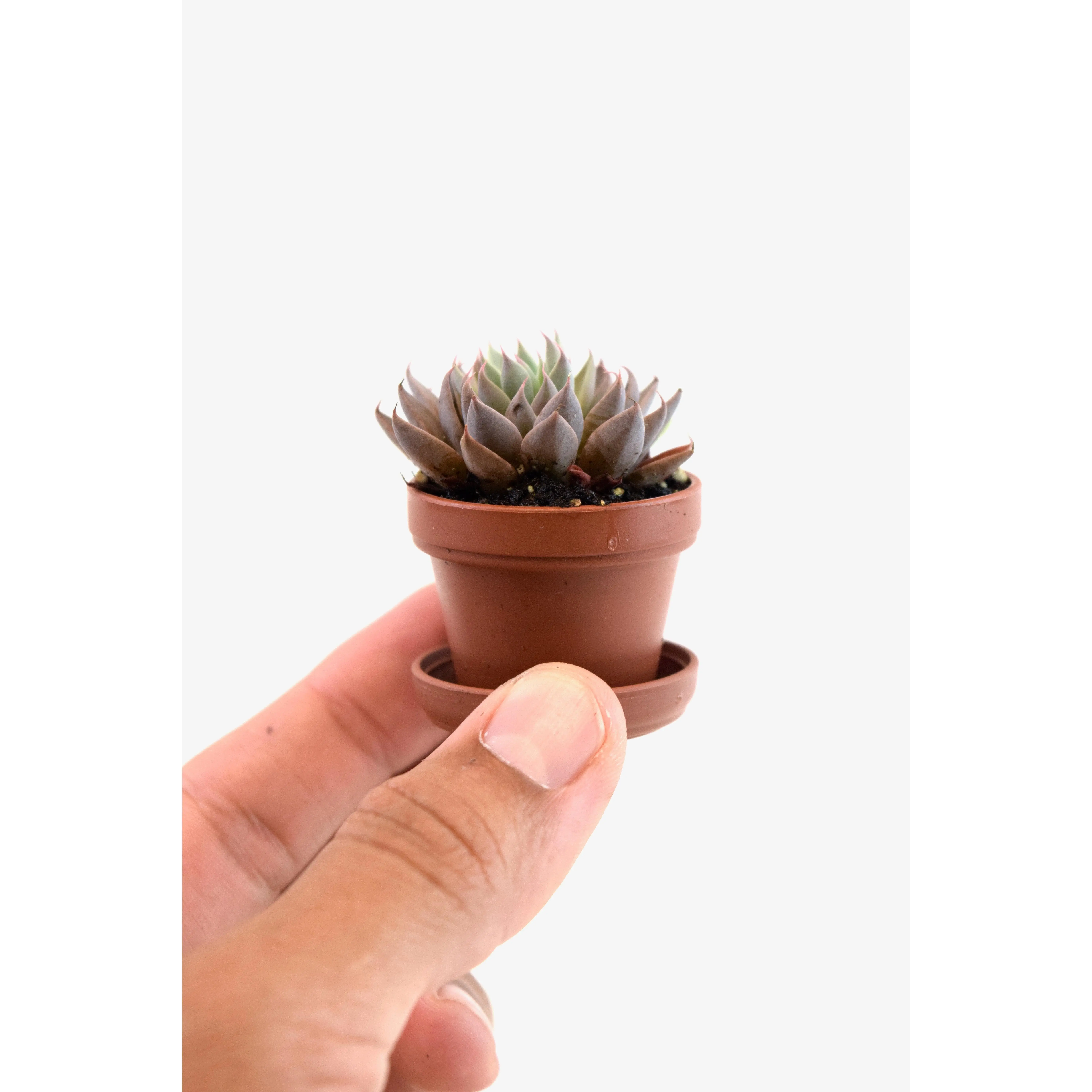 Miniature Succulent Plants 1.5" Pot