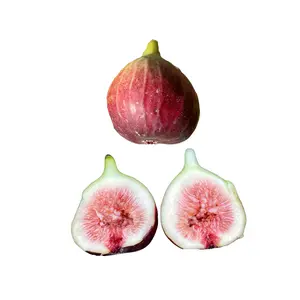 Magnolia Fig Tree