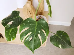 Variegated Thai Constellation plant