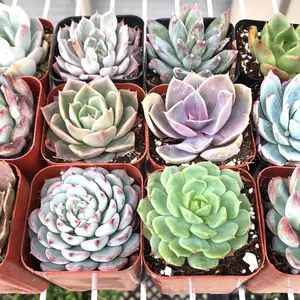 12 pack assorted Echeveria