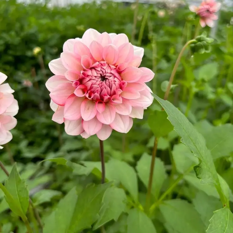 Mixed-Color Double-Petal Large-Flower Dahlia Bulbs for Balcony, Courtyard Potted Planting